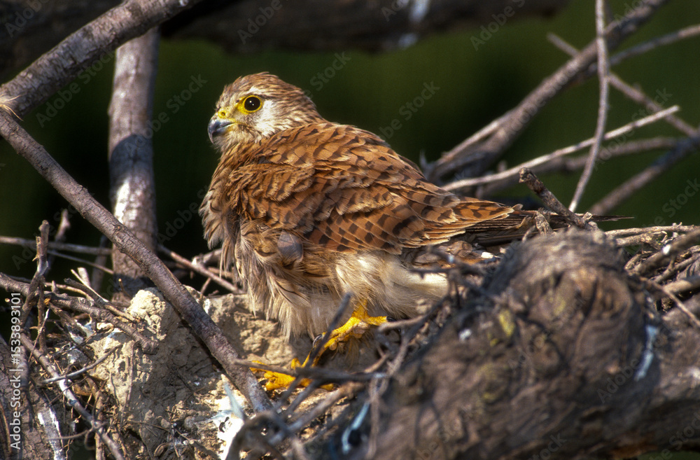 Fototapeta premium Faucon crécerelle, nid, Falco tinnunculus, Common Kestrel