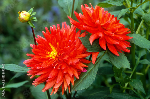 Dahlia cactus 'Furst Pucker'
