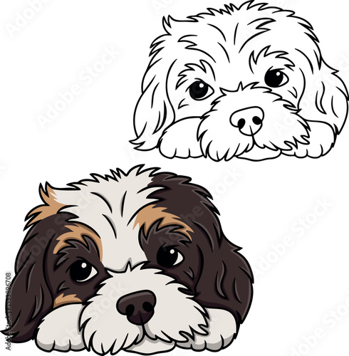 Shih tzu dog vector