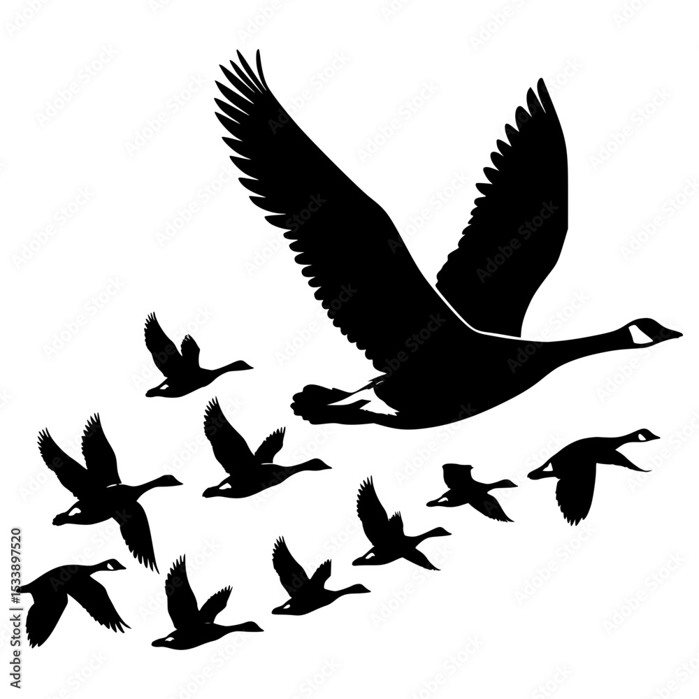 Obraz premium Silhouette of canada geese in flight