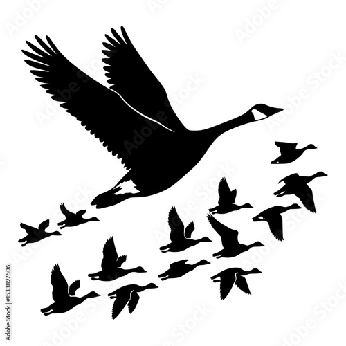 Canada goose leading a flock in flight silhouette