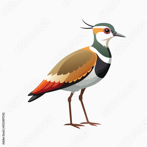 southern-lapwing