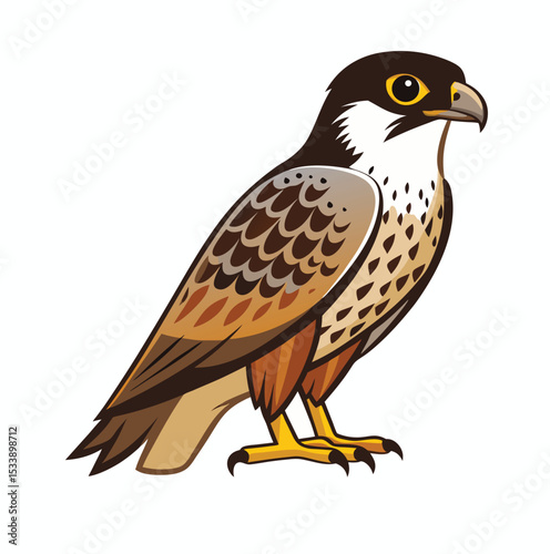 eagle isolated on white