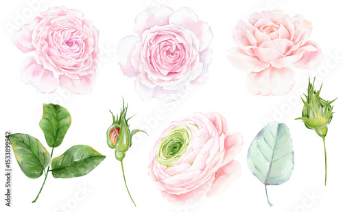 Fototapeta Naklejka Na Ścianę i Meble -  Watercolor flowers digital illustration, botanical spring summer design, watercolor hand drawn floral illustration, pink roses, wild Flowers and leaves, 