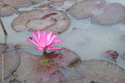 Obraz na plátně Pink water lilies blooming gracefully in a tranquil pond surrounded by floating lily pads