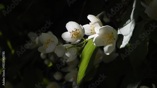 White Jasmine flowers. Flowering bush. Month of June.