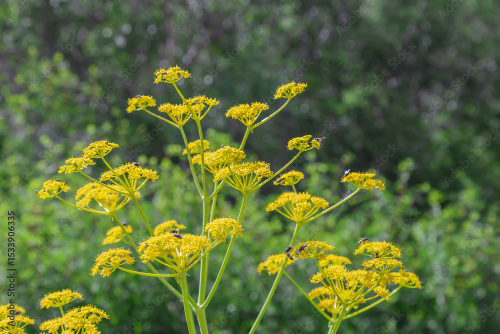 Obraz premium Ferula (from Latin ferula, 'rod') is a genus of about 220 species of flowering plants in the family Apiaceae, native to the Mediterranean region east to central Asia, mostly growing in arid climates.