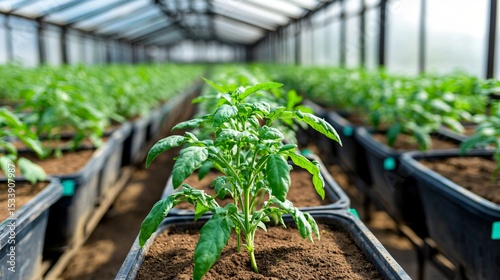 modern greenhouse with automated misting system overhead, fine vapor creating moisture haze, rows of crops evenly spaced, controlled lighting and clean interior