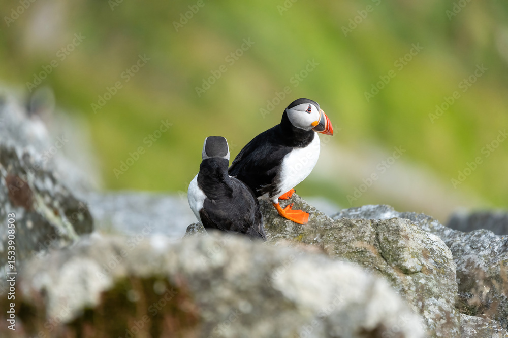 Fototapeta premium Puffins on the Coast