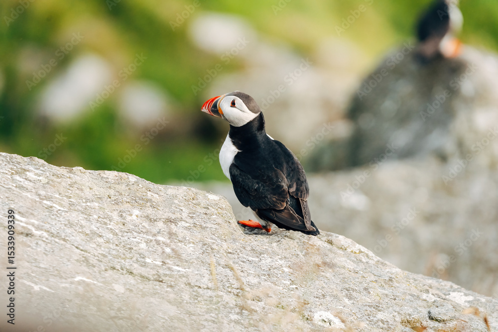 Fototapeta premium Puffins on the Coast