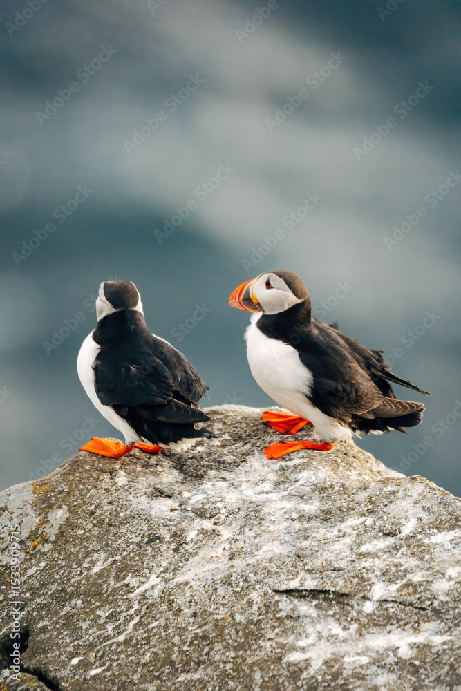 Fototapeta premium Puffins on the Coast