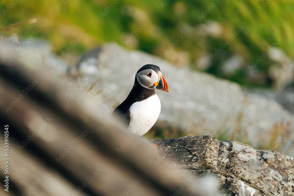 Fototapeta premium Puffins on the Coast