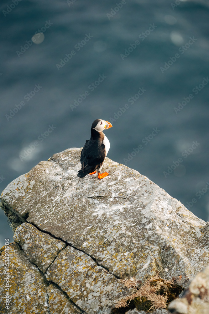 Fototapeta premium Puffins on the Coast