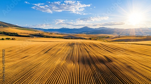 a rural landscape with alternating crop fields, each with distinct color tones, captured in midday sunlight with sharp natural shadows, flat land meeting vast sky
