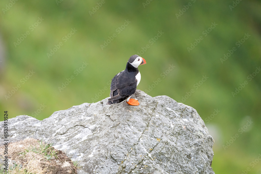 Fototapeta premium Puffins on the Coast