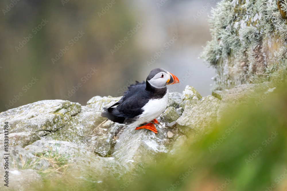 Obraz premium Puffins on the Coast