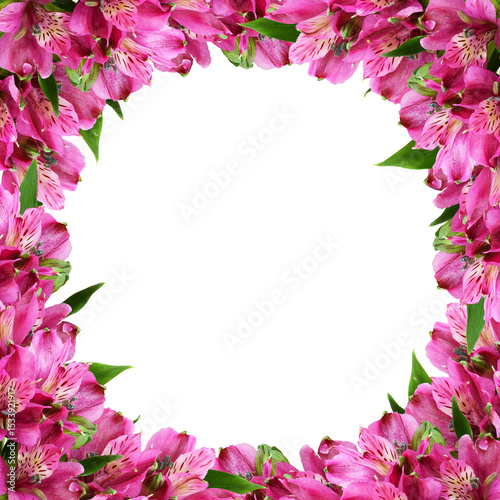 Pink alstroemeria flowers i...