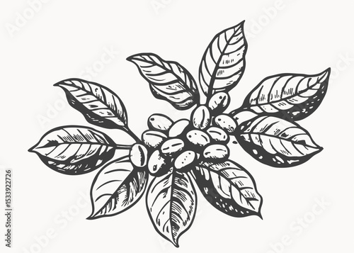 Coffee package with text and line icons. Paper packaging label. Design template. Coffee tree illustration.