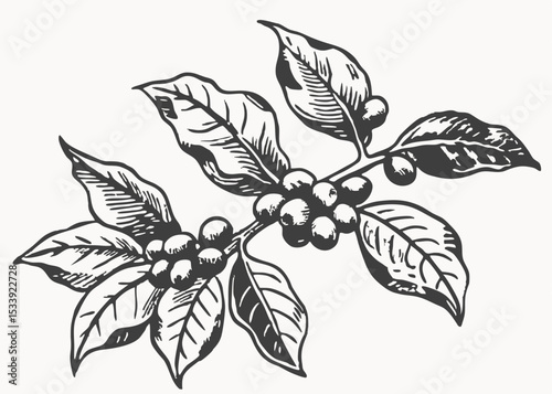 Coffee package with text and line icons. Paper packaging label. Design template. Coffee tree illustration.