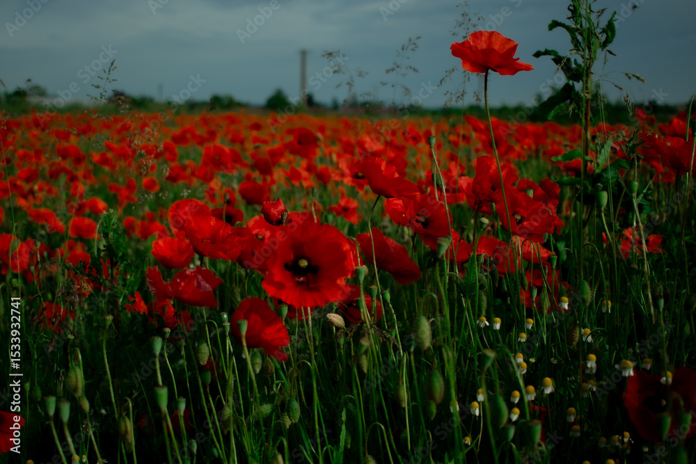 Obraz premium A breathtaking field of vibrant red poppies stretching into the distance, a true spectacle of nature. Perfect for serene landscapes, spring themes, or travel content.