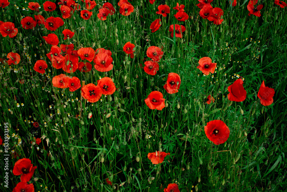 Fototapeta premium A breathtaking field of vibrant red poppies stretching into the distance, a true spectacle of nature. Perfect for serene landscapes, spring themes, or travel content.