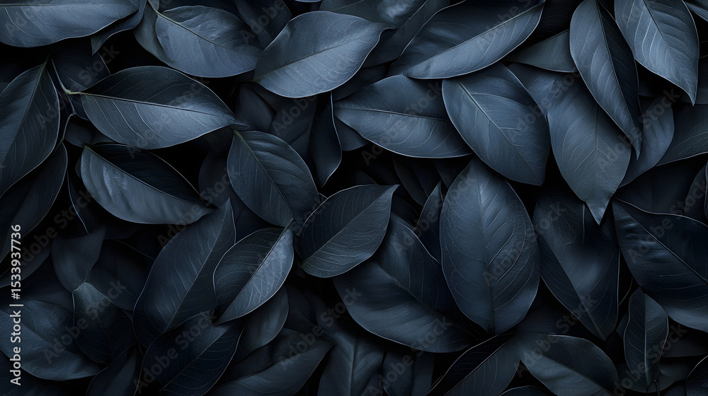 Obraz premium Closeup tropical black leaves texture and dark tone process