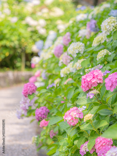 梅雨から初夏の公園や花壇を彩るアジサイのある風景。木漏れ日の光でボケた景色。ぼんやりした花畑のイメージ