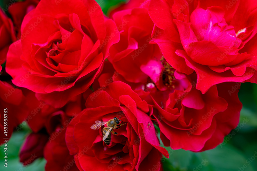 Naklejka premium Bees pollinating vibrant red roses in a lush garden during a sunny afternoon