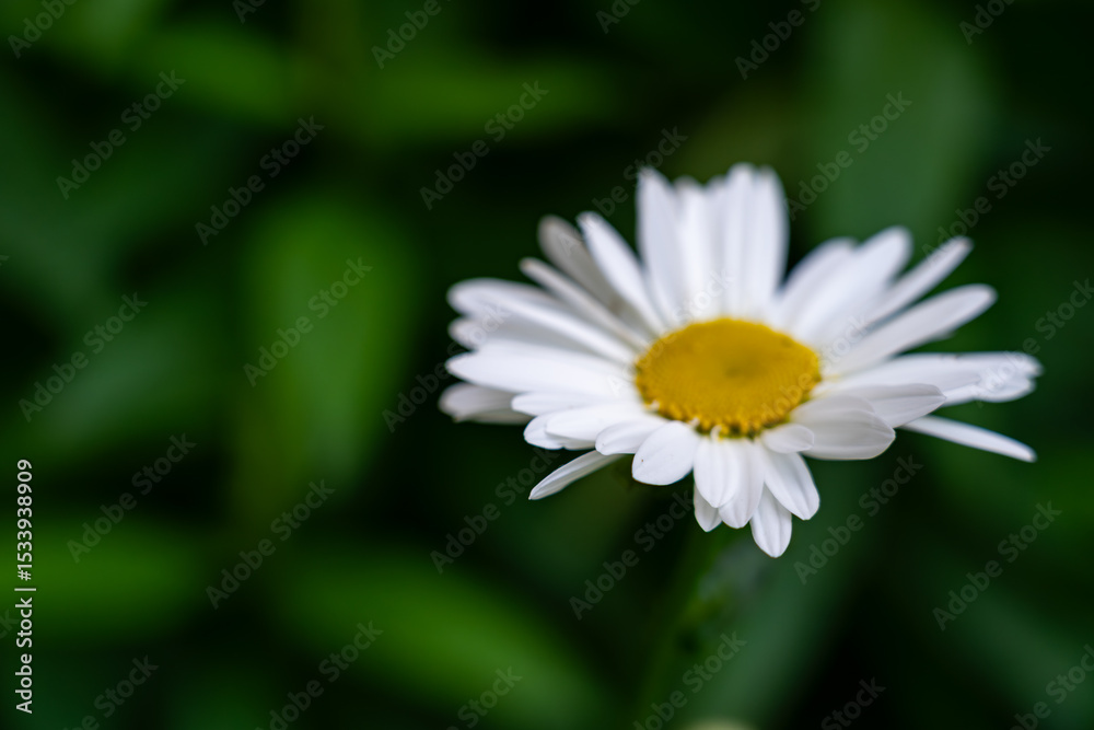 Daisy blooms in lush green background highlighting the beauty of nature during spring season Daisy blooms in lush green background highlighting the beauty of nature during spring season