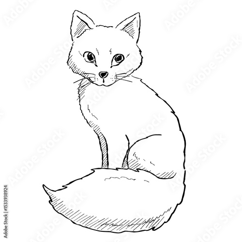 Cartoon sketch illustration of an arctic fox with light and elegant lines. Drawing for winter, wildlife and minimalist themes