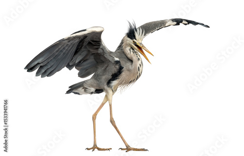 Grey Heron doing a mating dance, Ardea Cinerea, 5 years old, iso