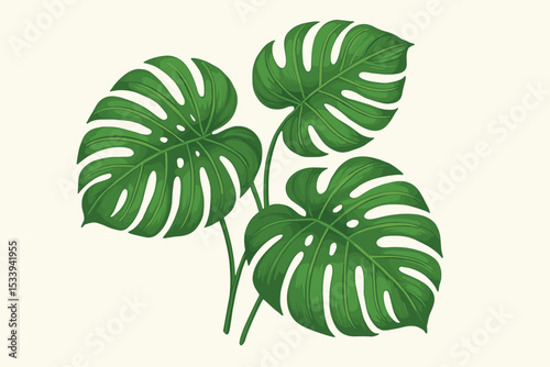 Monstera deliciosa leaf vector illustration. Exotic tropical green leaves from a Swiss cheese plant. Botanical jungle foliage isolated on a white background for summer design.