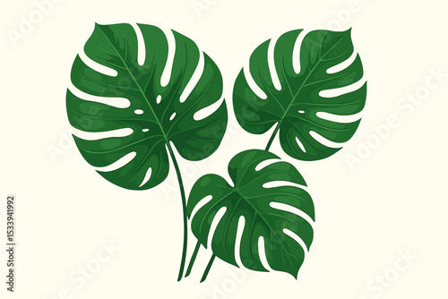 Set of three realistic Monstera deliciosa leaves. Tropical green foliage vector illustration. Swiss cheese plant isolated on white for summer botanical design and jungle theme.