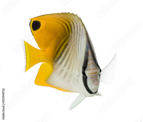 Threadfin Butterflyfish, Chaetodon auriga, isolated on white