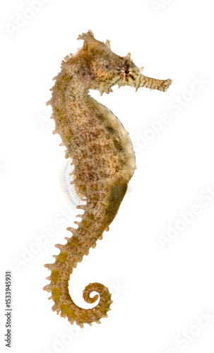 Side view of a Common Seahorse, Hippocampus kuda, isolated on wh
