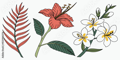Botanical illustration of tropical flowers and leaf design element for creative projects and designs vector
