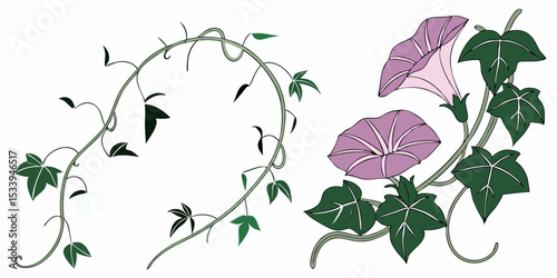 Vector morning glory flower vine illustration floral design element nature garden art botanical drawing