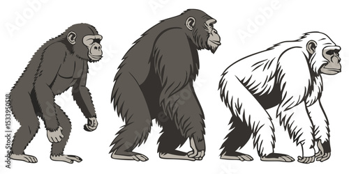 Illustration of chimpanzee evolution stages showing primate development and transformation process vector design