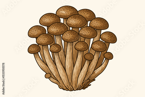 Raw organic Shimeji mushroom cluster. Detailed vector illustration of edible fungi. Japanese Buna-shimeji for gourmet cooking. Vintage botanical drawing, isolated on white.