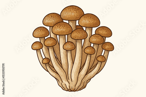 Vintage botanical illustration of shimeji mushrooms. Edible fungi cluster for cooking. Natural organic food ingredient. Mycology drawing isolated on a light background.