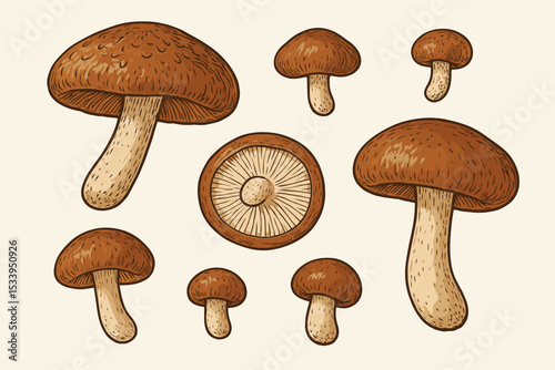 Shiitake mushroom set. Lentinula edodes fungi collection. Hand drawn vector illustration in vintage engraving style. Botanical sketch of gourmet edible forest mushroom.