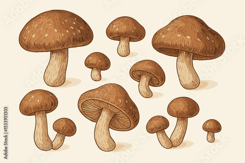 Shiitake mushroom collection in a vintage hand-drawn style. Botanical illustration set of edible fungi. Gourmet culinary ingredient. Organic forest food vector isolated.