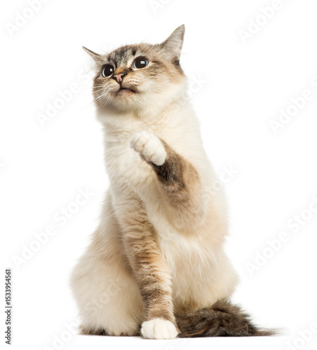 Front view of a Birman cat sitting, pawing up, 1 year old, isola