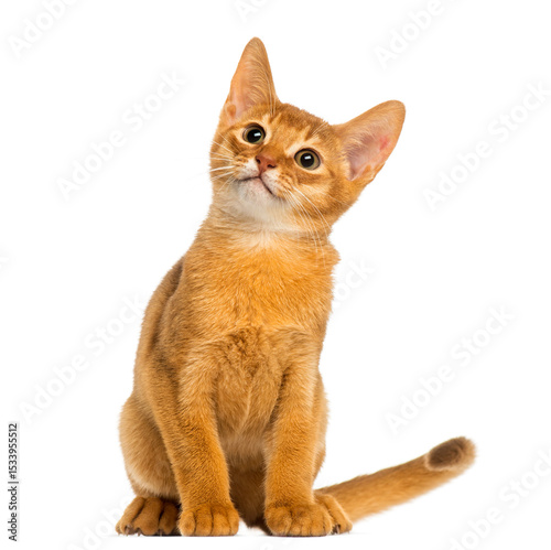 Abyssinian kitten sitting, looking up, alert, 3 months old, isol