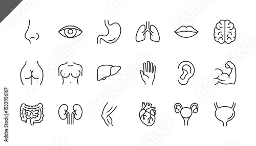 Human Organs / Body / Anatomy / icon set. Icons for presentations, scientific medical works, apps. Heart, chest, liver, lungs, nose, lips, brain sign, symbol. Editable stroke.Vector flat illustration.