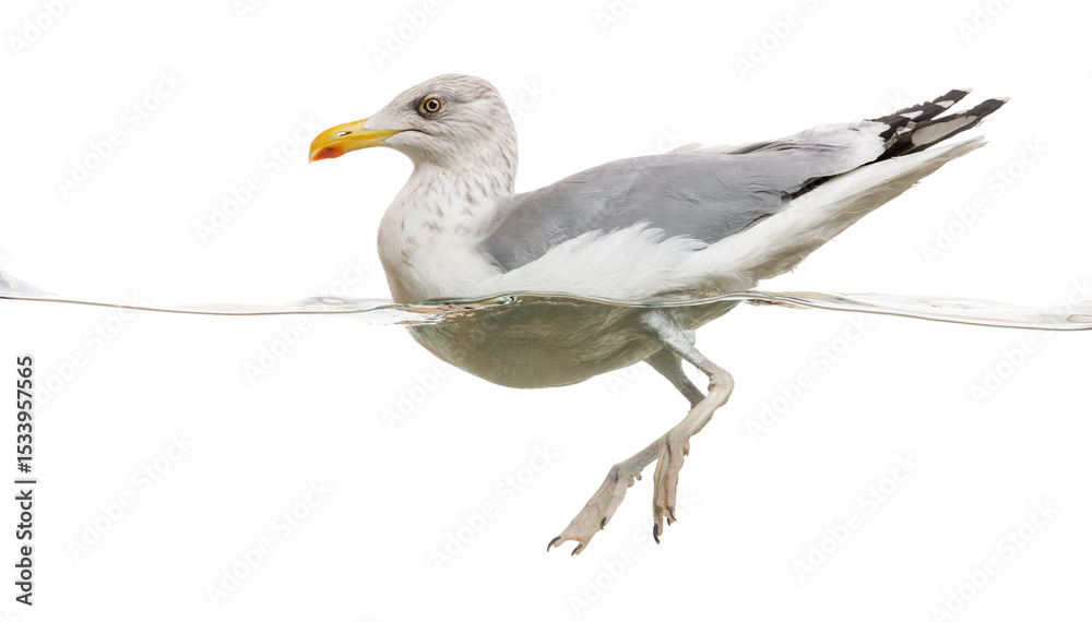 Fototapeta premium European Herring Gull floating in the water, Larus argentatus, isolated on white