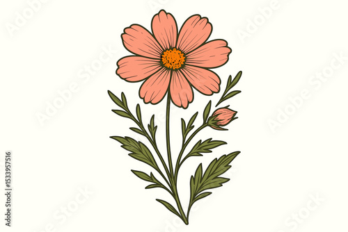 Vintage wildflower illustration of a pink cosmos flower. Botanical art in a retro, hand-drawn style. Floral design element isolated on a white background. Summer nature vector.