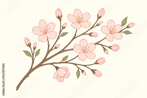 Cherry blossom branch illustration. Beautiful pink sakura flowers in bloom. Delicate Japanese style botanical art for spring festival or wedding. Floral vector element isolated on white.