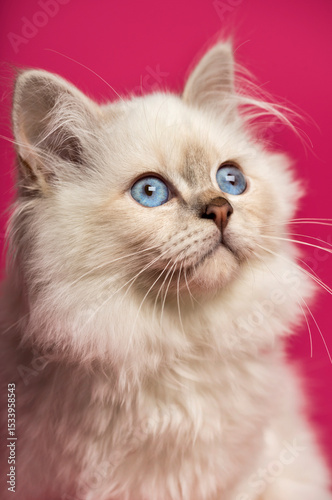 Close-up of a Birman cat, looking up, on pink background