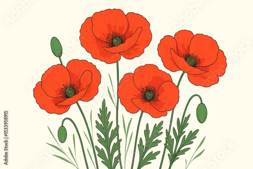 Red poppy flower botanical illustration isolated on white background. Beautiful summer floral arrangement with blooming papaver flowers, buds, and leaves. Vector drawing for nature design.